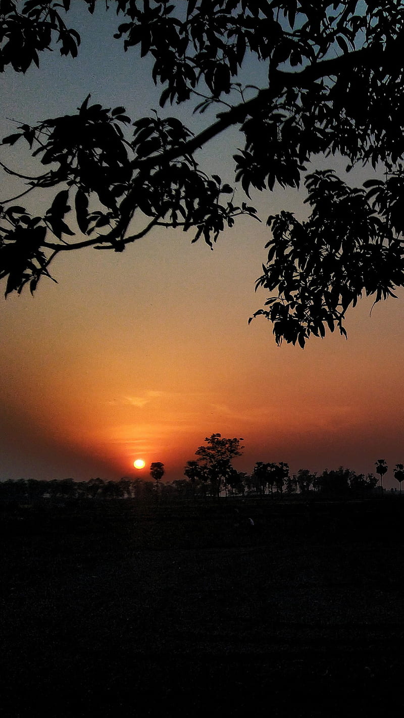 Nature 6, evening, golden hour, sun, sunrise, sunset, tree, trees, village, HD phone wallpaper