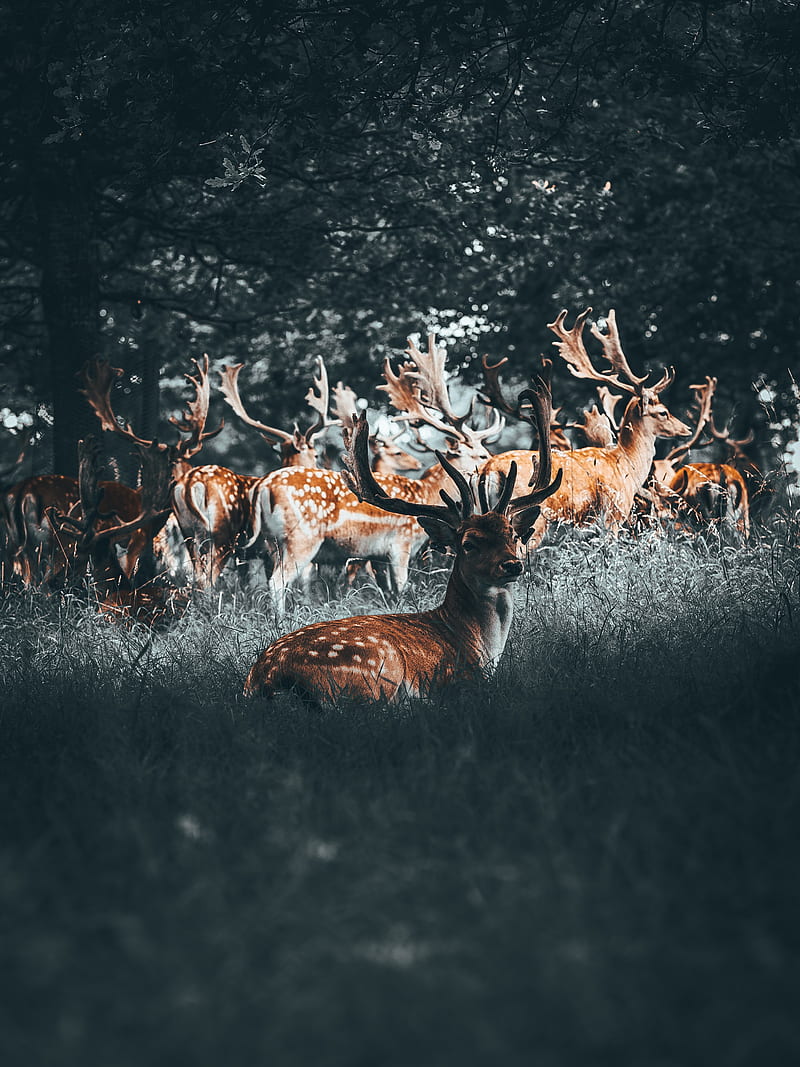 deers, deer, antlers, herd, forest, HD phone wallpaper