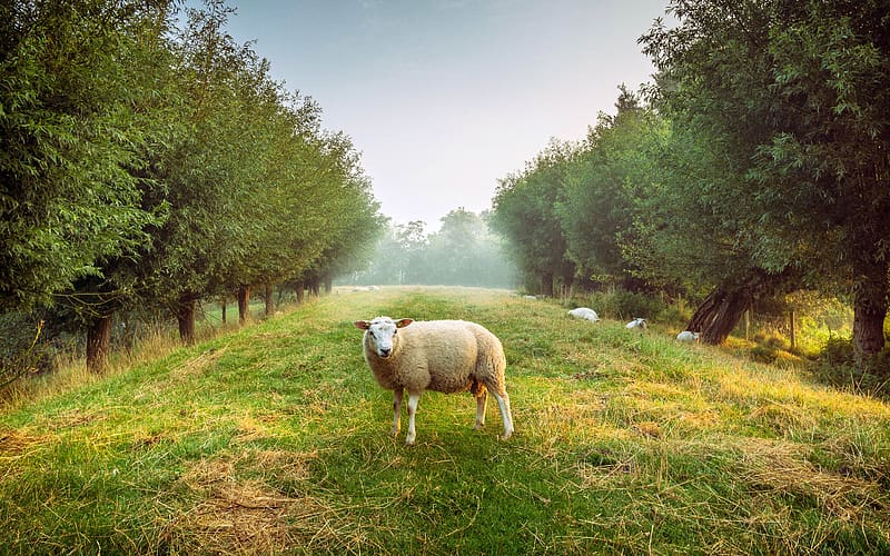 Netherlands Farm Sheep Meadow Pasture, HD wallpaper