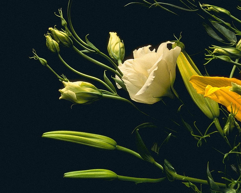 Daylily with White Godetia, blossom, flowers, yellow, white, buds, godetia, daylily, HD wallpaper