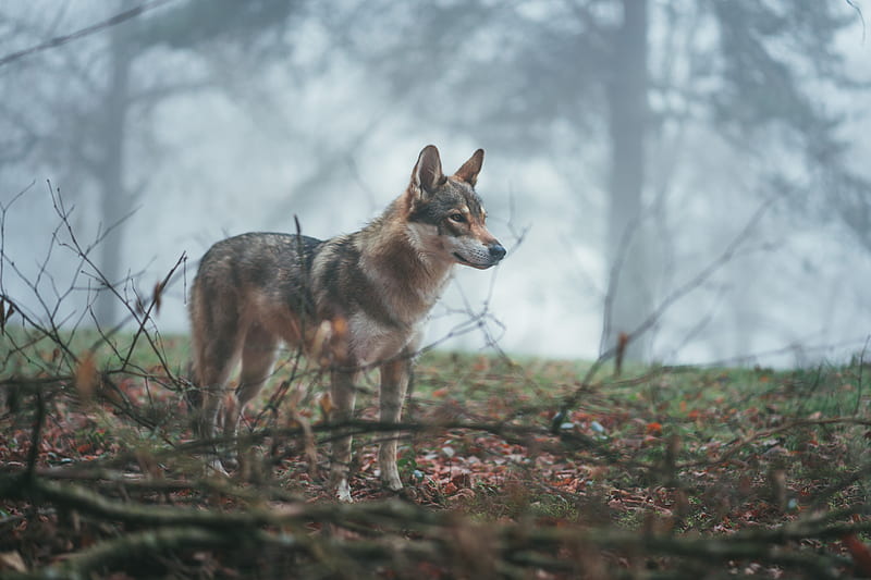 wolf, coyote, dog, forest, fog, HD wallpaper