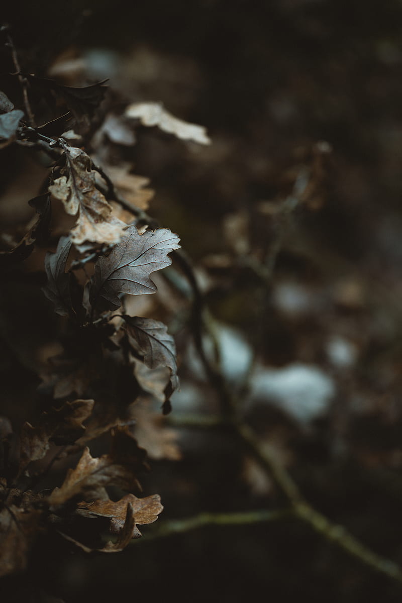 Brown leafed plant, HD phone wallpaper | Peakpx