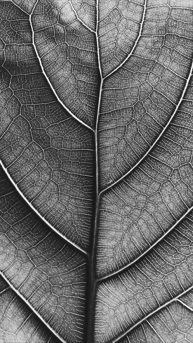 Grey Leaf, HD mobile wallpaper | Peakpx