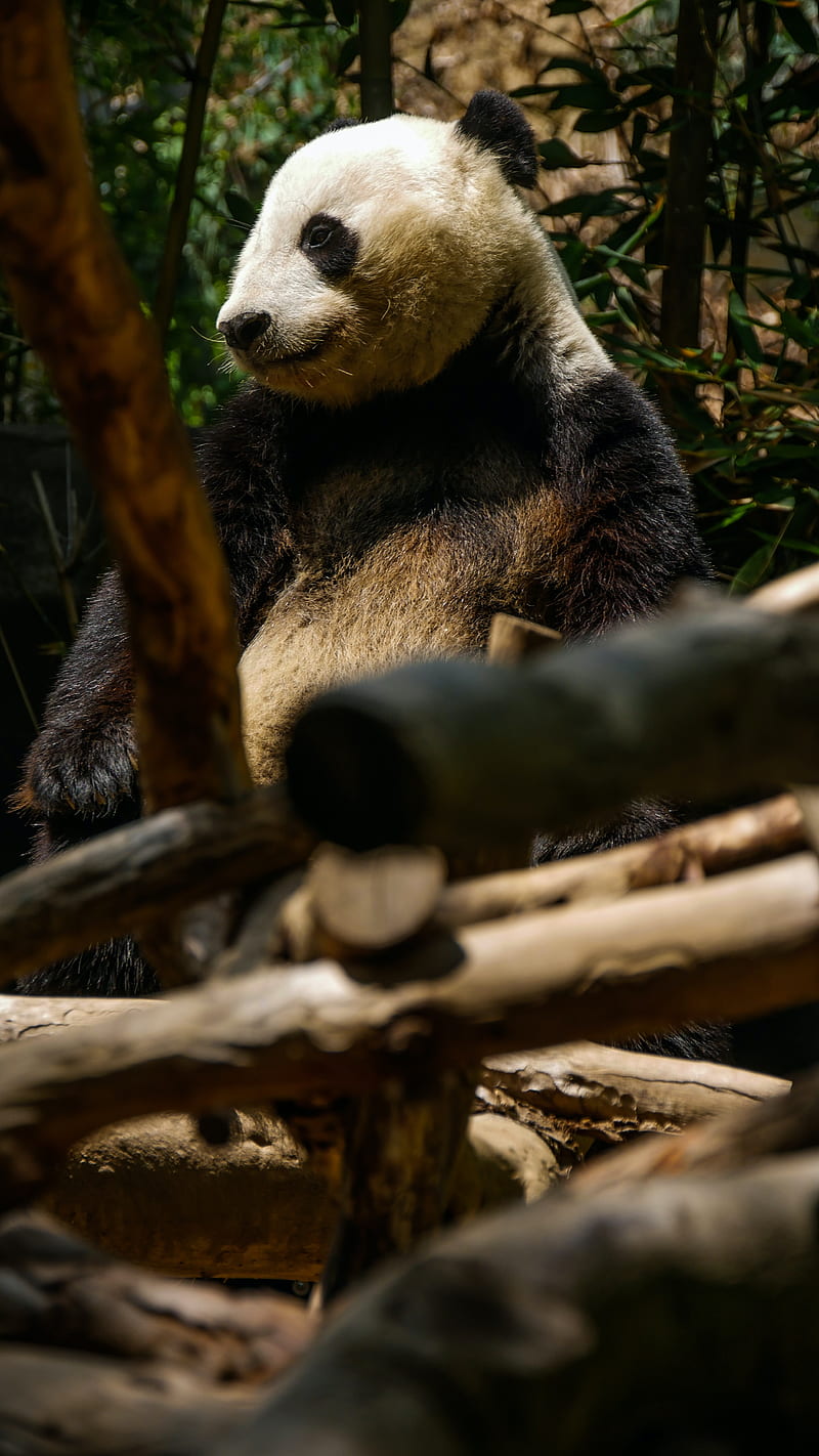 panda, cute, trees, bamboo, HD phone wallpaper