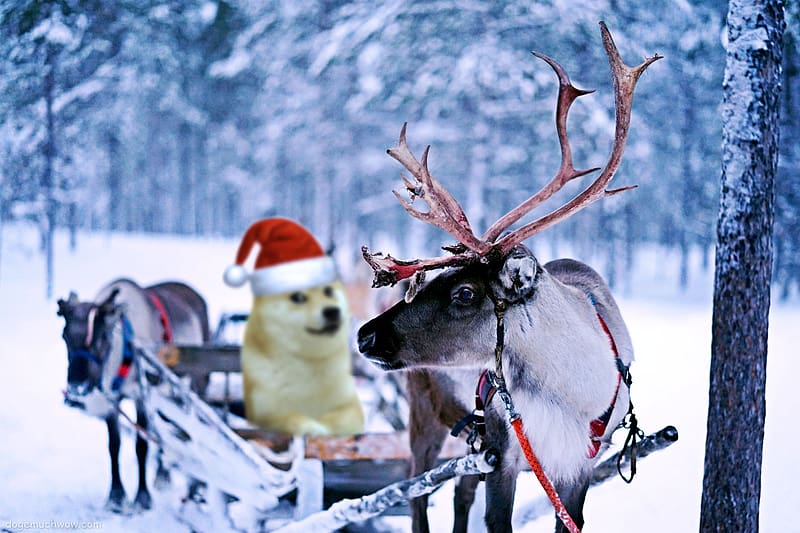 Christmas Themed Doge, Christmas Sled, HD wallpaper