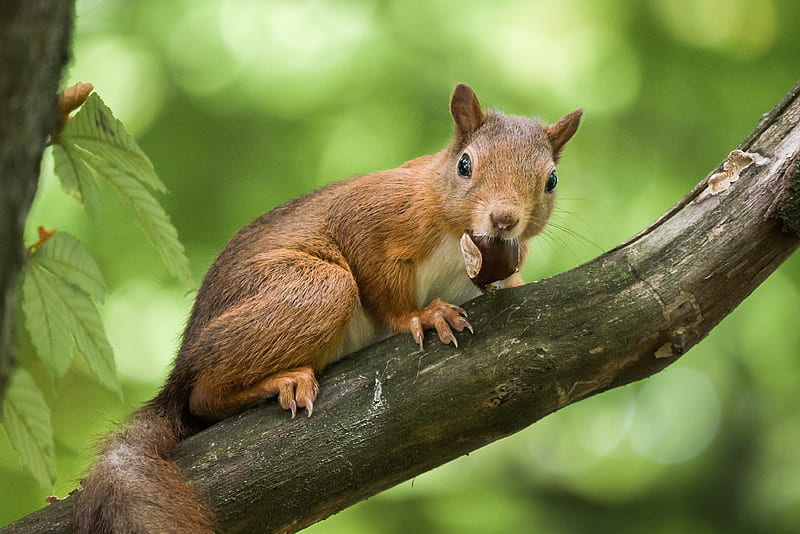 Animal, Squirrel, Chestnut, HD wallpaper