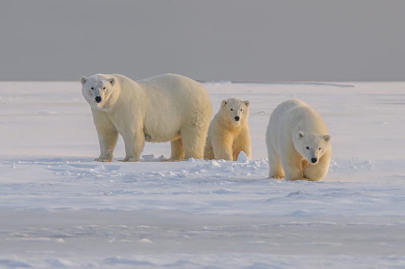 polar bear, bear, animal, white, snow, HD wallpaper