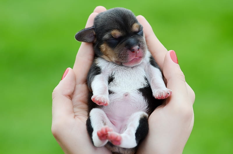 Puppy, cute, green, caine, hand, dog, animal, sweet, HD wallpaper