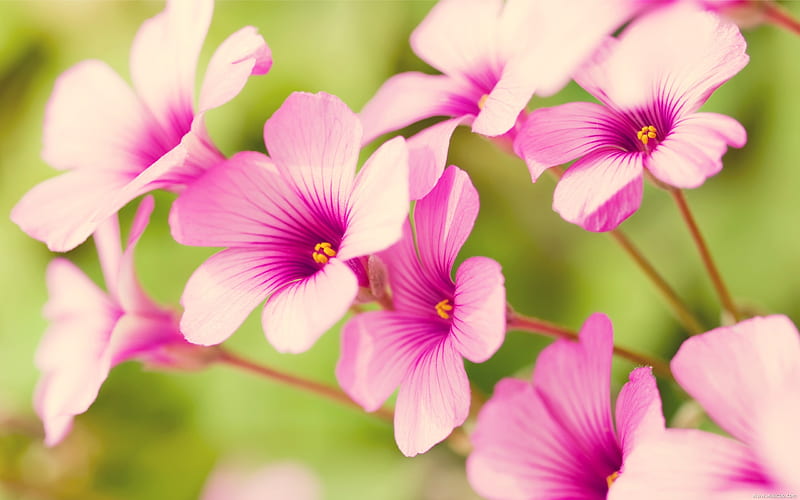 spring flower-Fresh and natural flowers, HD wallpaper