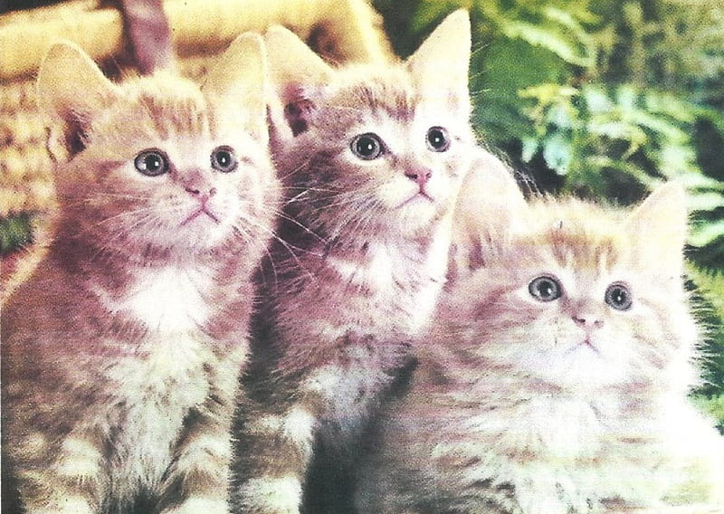 Three kittens in a basket, cute, paws, kiteen, basket, HD wallpaper