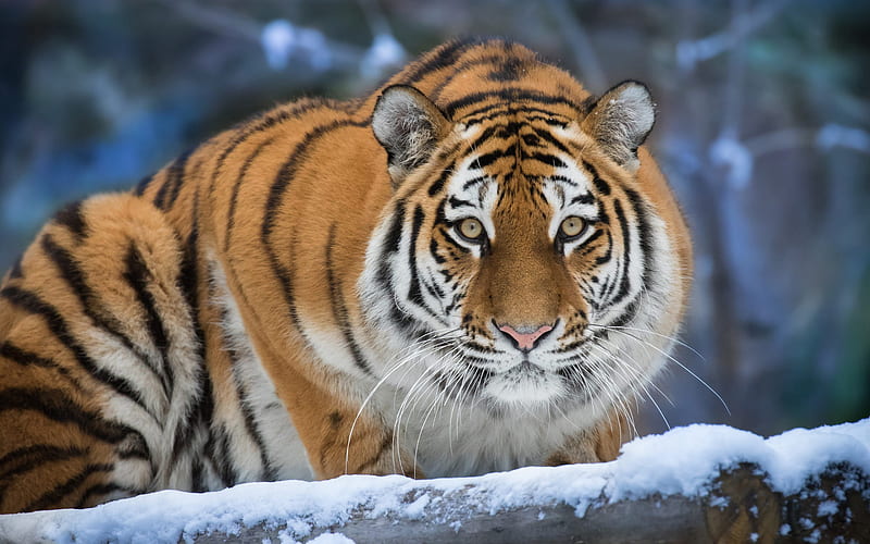 tiger, winter, predator, big tiger, dangerous animals, tigers, snow, tiger in the snow, HD wallpaper