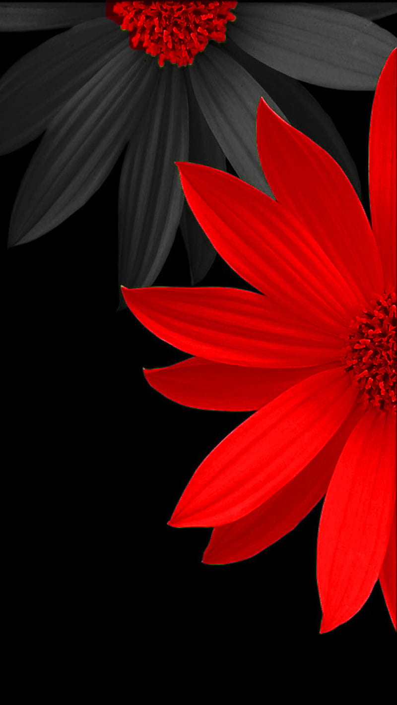 Red Flower, HD phone wallpaper | Peakpx