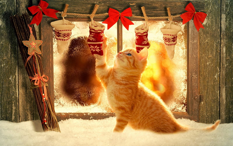Posing for Christmas, red, window, orange, christmas, ginger, yellow, bow, cat, animal, cute, kitten, HD wallpaper