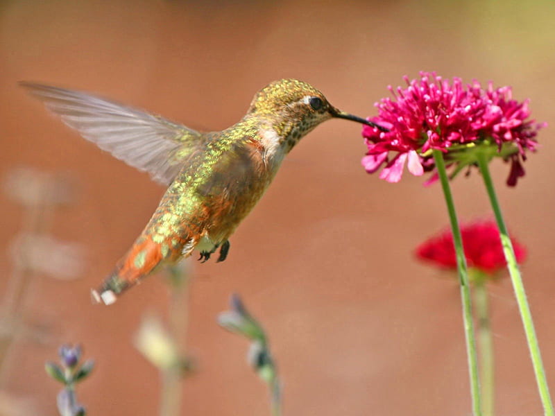 Flor y pájaro, flor, rojo, pájaro, rosa, Fondo de pantalla HD | Peakpx