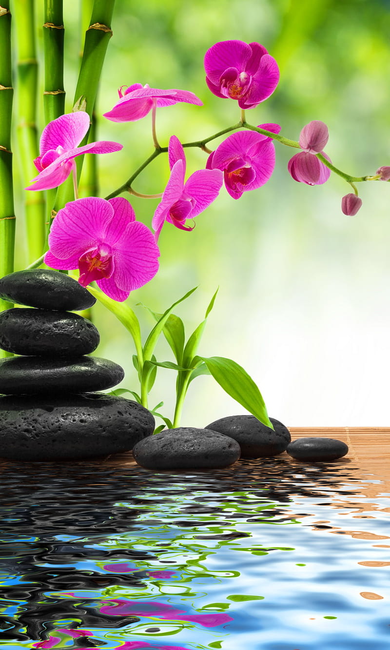 Spa Concept, orchids water stones, relax spa concept, HD phone ...