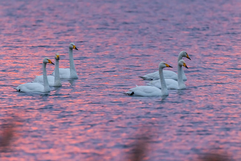 Winter morning, birds, whooper swans, lake, winter, HD wallpaper