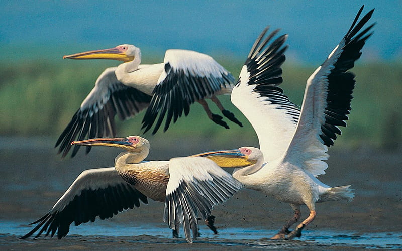 white pelican, HD wallpaper