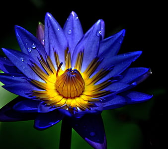 HD blue-lily wallpapers | Peakpx