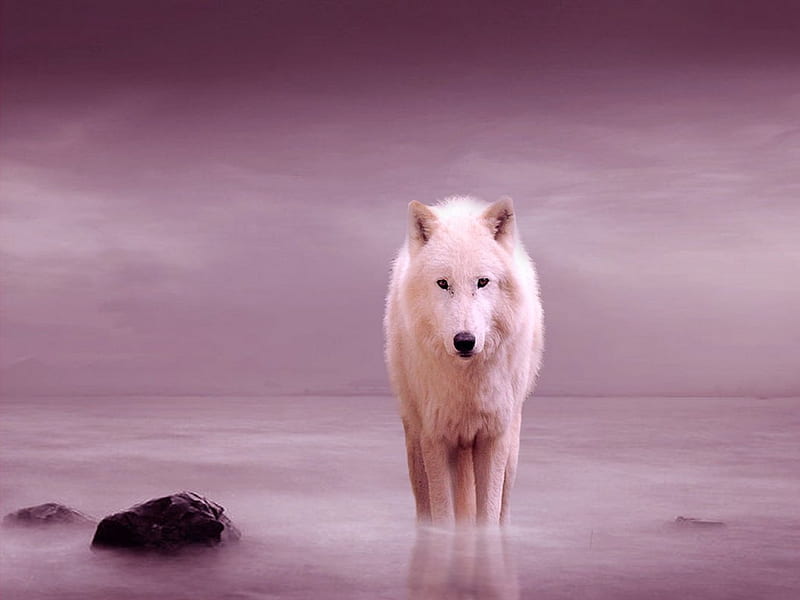 No Friend here, water, wolf, morning, pink, HD wallpaper
