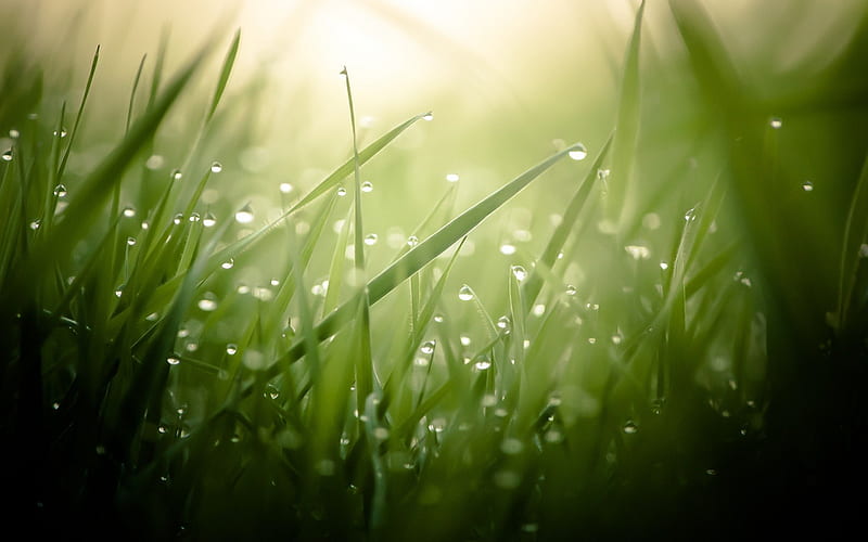 Morning Dew, grass, stems, dew, drops, water, green, nature, fields, rain, moisture, HD wallpaper