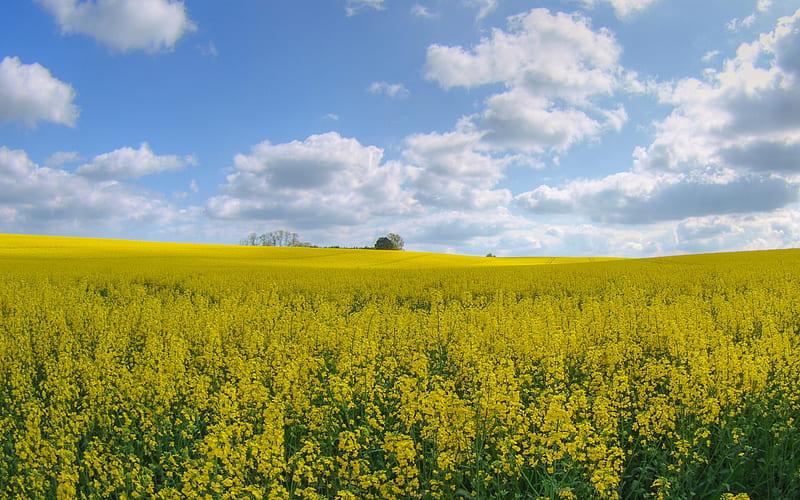 Rape Crop, yellow, nature, sky, blue, landscape, HD wallpaper