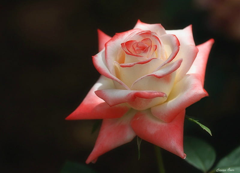Crispy rose, rose, flower, garden, white, pink, HD wallpaper