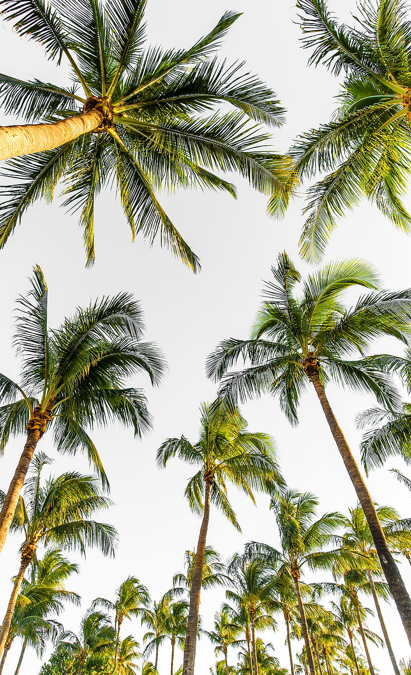 palms, trees, tropical, treetops, sky, HD phone wallpaper