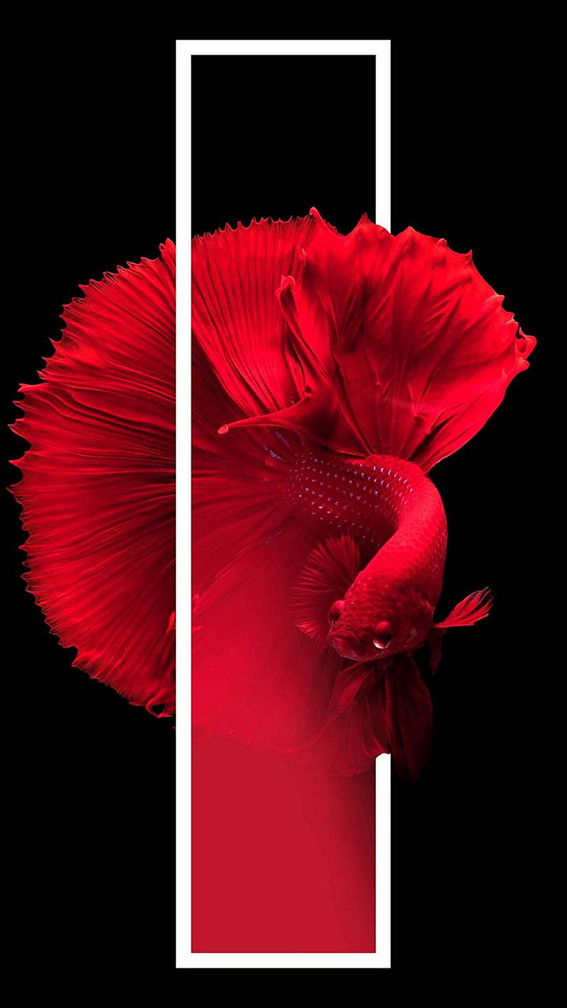Red fish , aquatic, siamese fish, HD phone wallpaper