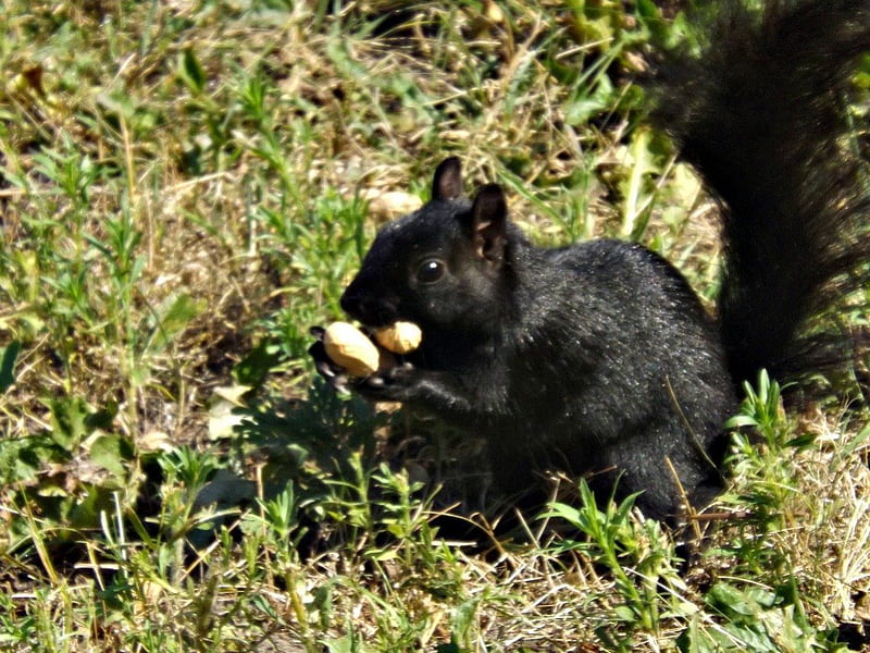 take two for the road, squirrel, green, grass, peanuts, black, HD wallpaper