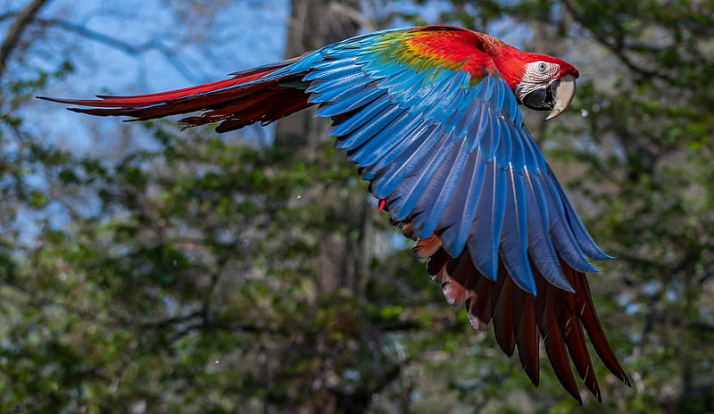 Parrot, red, pasare, macaw, wing, bird, feather, papagal, blue, HD wallpaper
