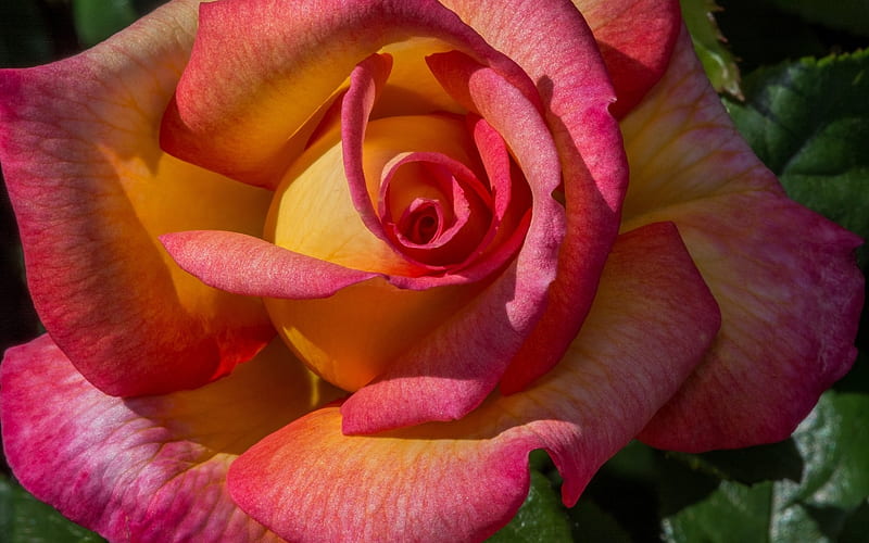 Rose, flower, yellow, summer, skin, pink, trandafir, HD wallpaper | Peakpx
