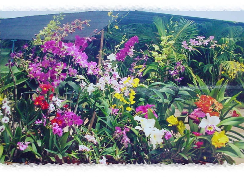 Orchid Farm, garden, flowers, orchids, HD wallpaper