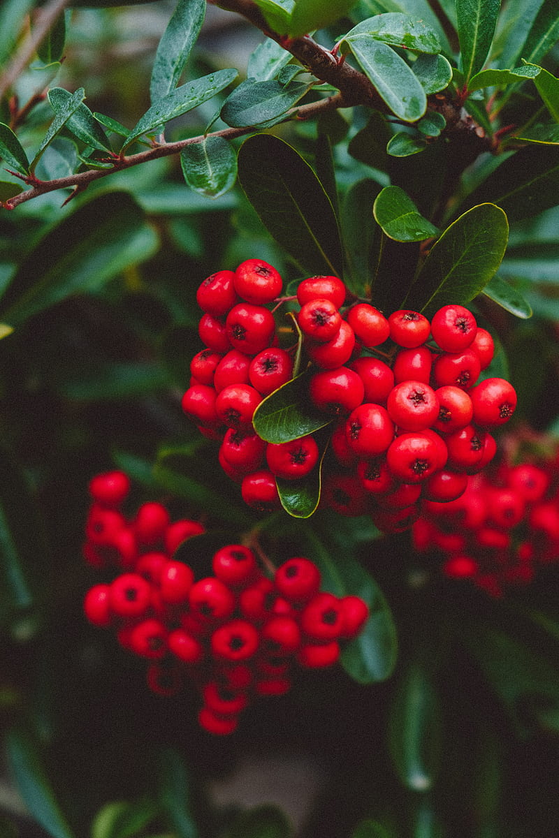 berries, red, bunches, macro, plant, HD phone wallpaper