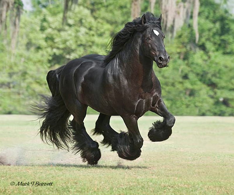 Black Horse, stallion, cavalo, foal, mare, horse, animals, HD wallpaper