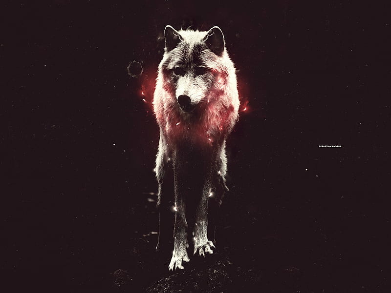 Wolf Design, animal, desenho, wolf, HD wallpaper Wolf Design, animal, desenho, wolf, HD wallpaper
