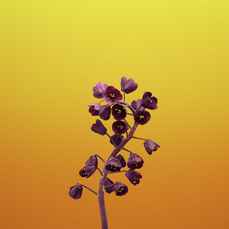 Iphone x, 11, color, colors, flower, ios, yellow, HD phone wallpaper