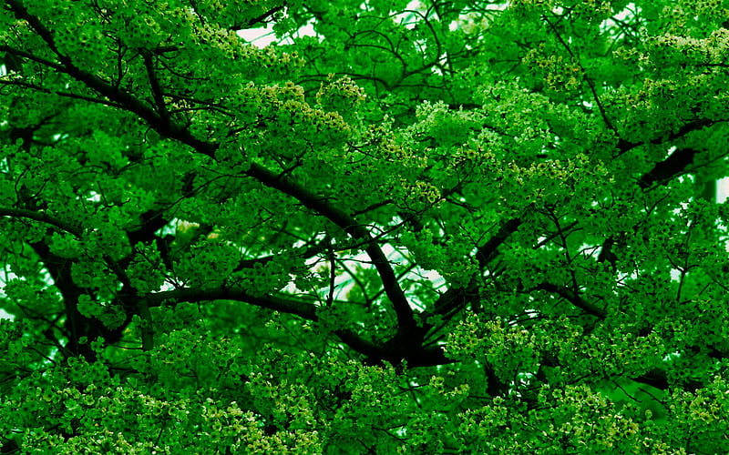 Nice green Tree, tree, nice, green, lush, HD wallpaper