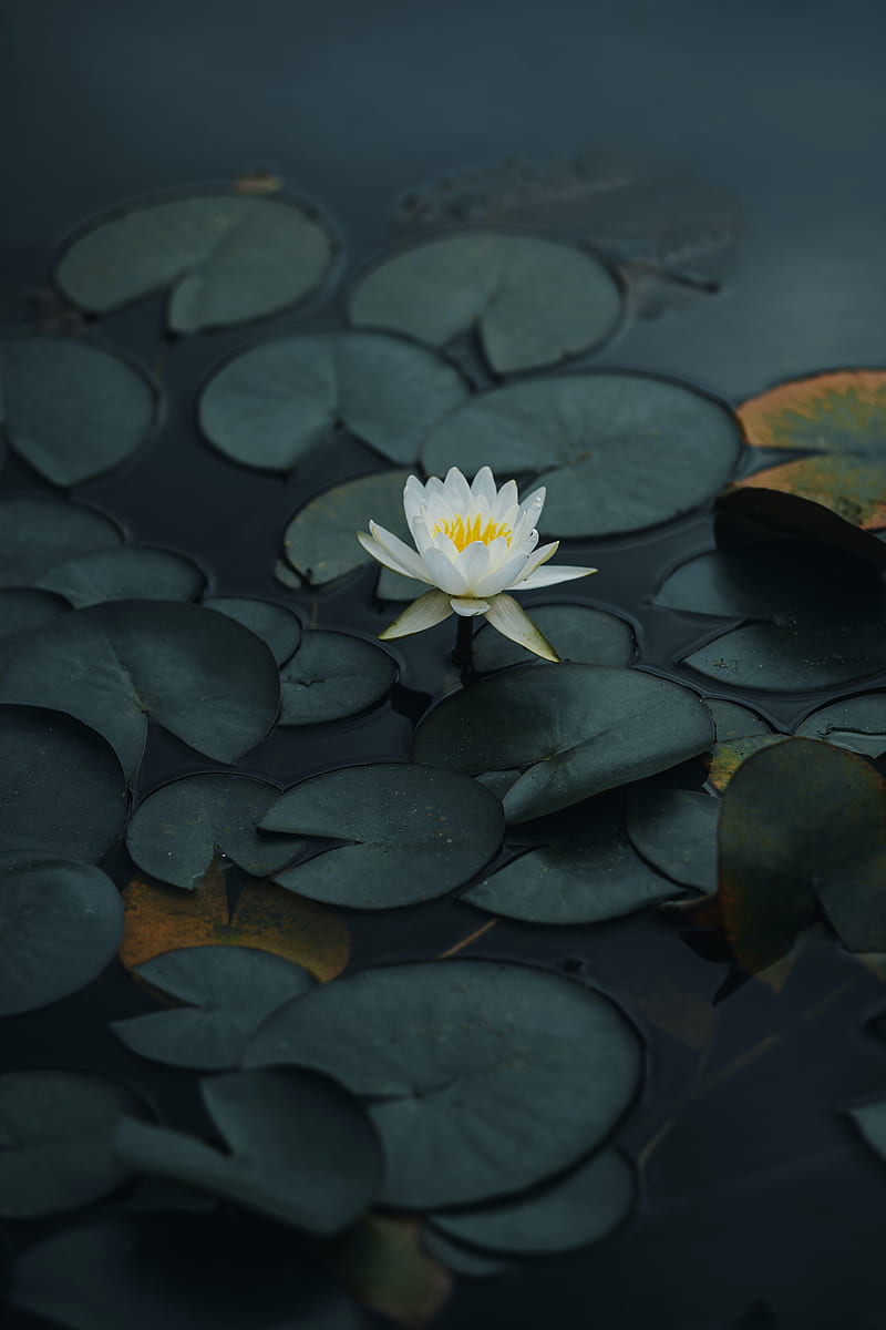 lotus, flower, petals, leaves, pond, HD phone wallpaper