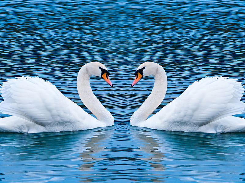 two swans-love, HD wallpaper