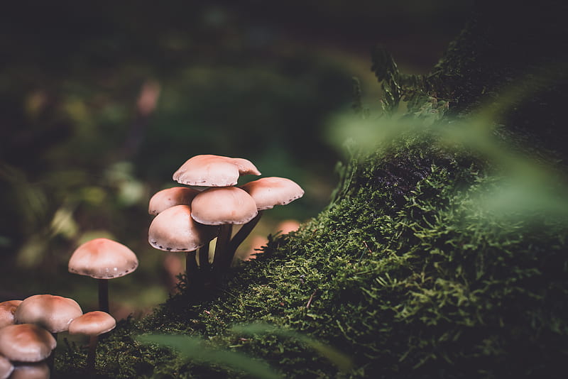 selective focus graphy of pink mushrooms, HD wallpaper
