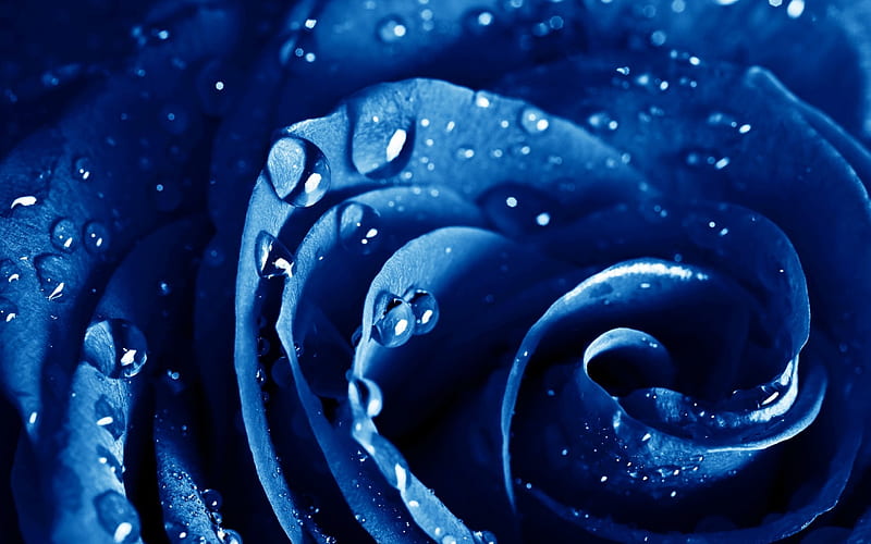 HD drops on blue rose wallpapers Peakpx