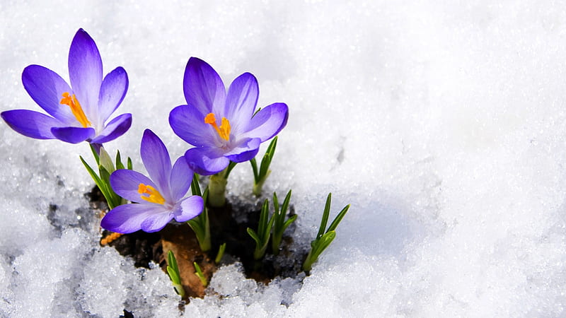 Spring Crocus, crocus, primrose, snow, flowers, nature, spring, buds, HD wallpaper