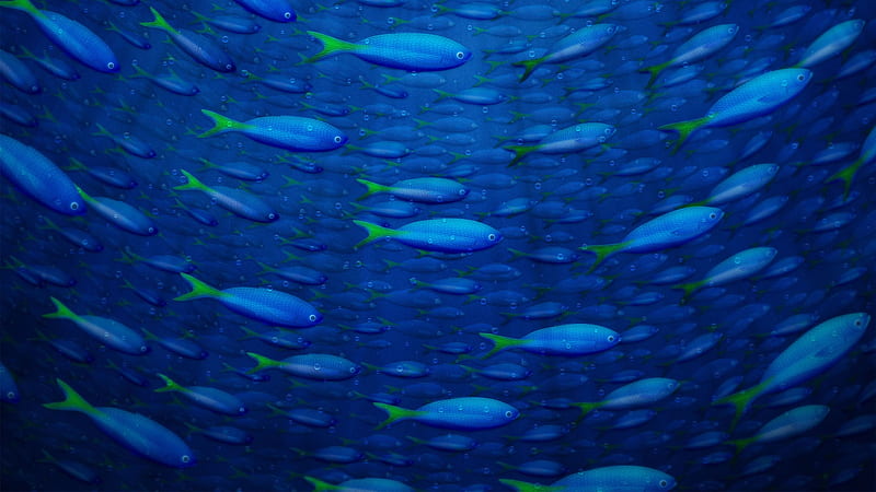 one fish,two fish, underwater, pretty, fish, ocean, marinelife, sea, blue, HD wallpaper