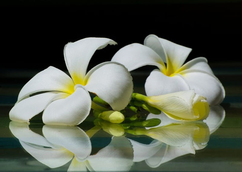 Plumeria, flowers, reflection, white, HD wallpaper | Peakpx