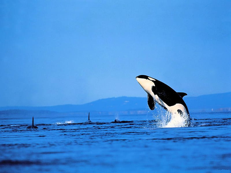 Killer-Whale-Orca, fish, orca, sky, animal, sea, water, big, whale, killer, jump, blue, HD wallpaper