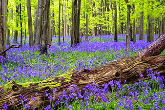 wildflowers forest