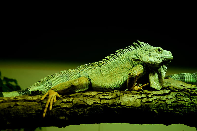 lizard, reptile, amphibian, scales, green, HD wallpaper