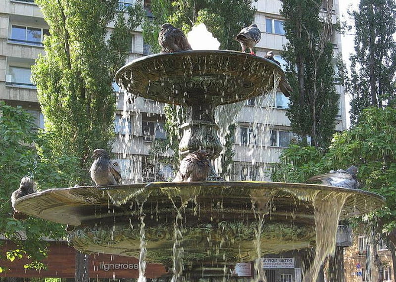 Bath Time, town, pigeons, birds, trees, graphy, city, water, doves, bulgaria, HD wallpaper