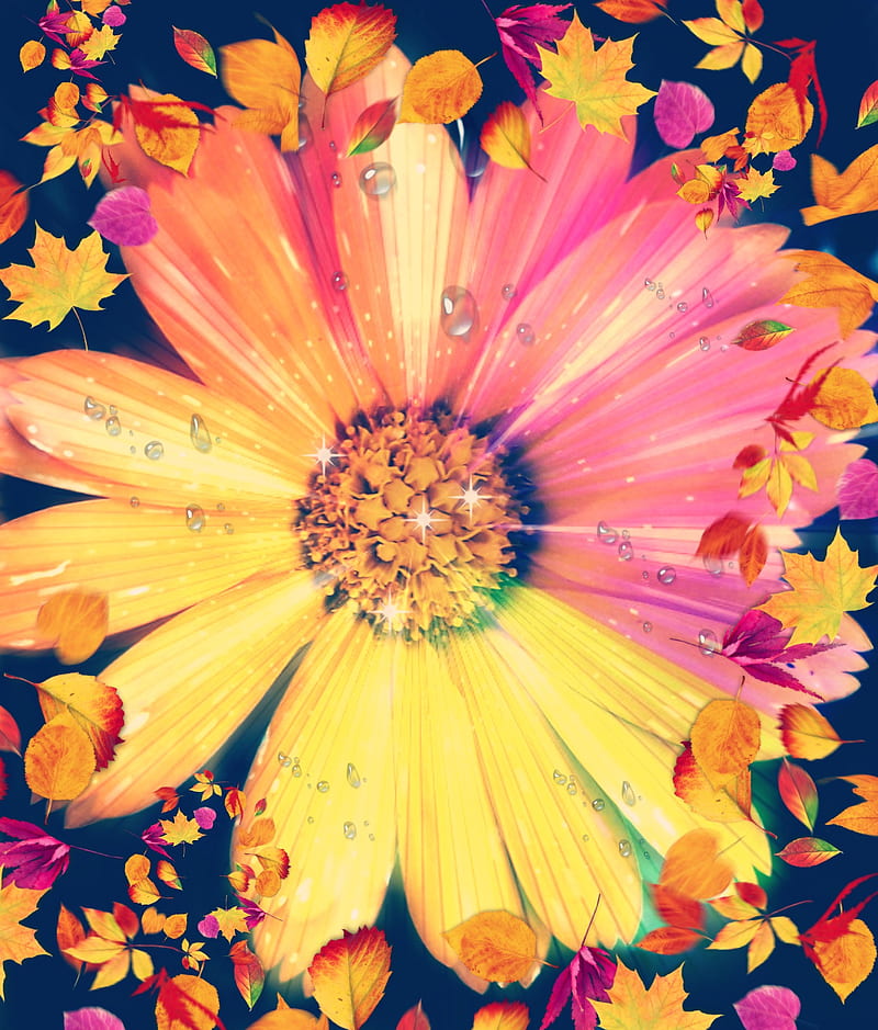 Fall flower, rainbows, sunflowers, HD mobile wallpaper