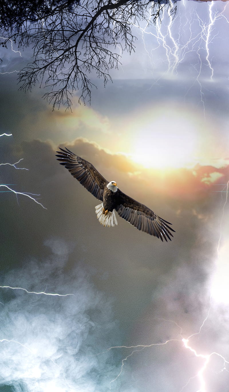The calm, america, bald eagles, eagle, eagles, lightning, my art, storm, HD phone wallpaper